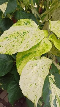 A vibrant Copperleaf plant showcasing its stunning red and copper-toned leaves. The bold foliage texture creates a striking contrast and adds tropical beauty to the landscape.