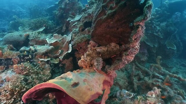 Underwater scubadiving scenery of a stonefish on the hard coral in cinematic slow-motion, high resolution