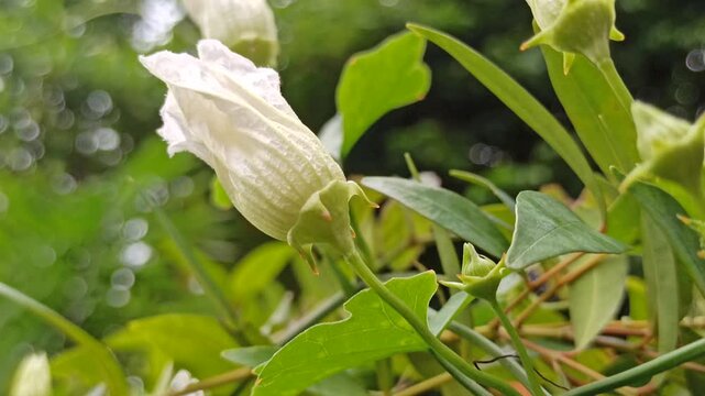 Hedge False Bindweed displays trailing stems with soft green leaves and subtle elegance, forming a natural creeping pattern.