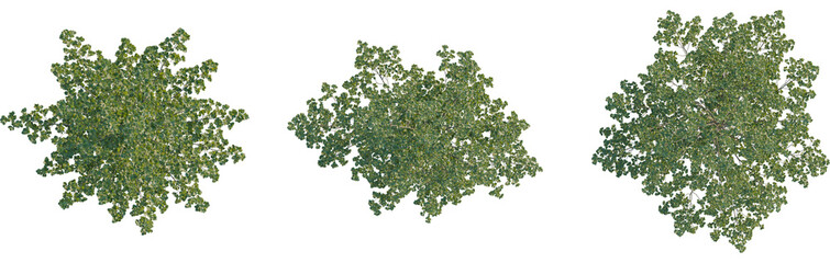 Obraz premium Alnus glutinosa tree plan, top view, 8k png, cutout, transparent background, isolate, Lush green trees from above add natural beauty to your designs today
