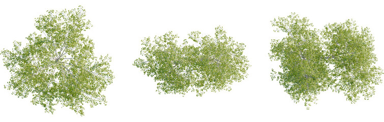 Betula pendula tree plan, top view, 8k png, cutout, transparent background, isolate, Overhead view of luscious green trees creates natural serene feelings © DH Tree Stock