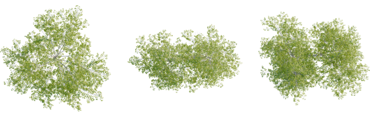 Betula pendula tree plan, top view, 8k png, cutout, transparent background, isolate, Overhead view of luscious green trees creates natural serene feelings