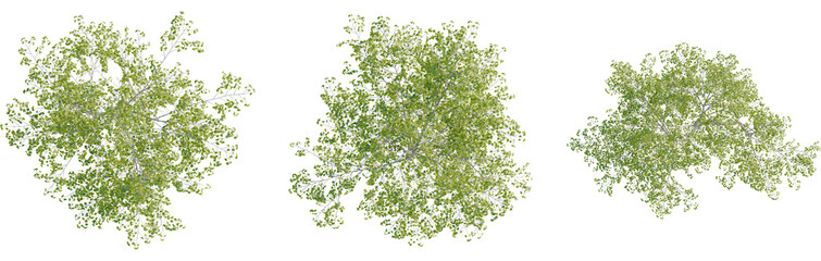 Betula pendula tree plan, top view, 8k png, cutout, transparent background, isolate, Lush green tree tops offer natural design elements for your projects © DH Tree Stock