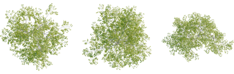 Betula pendula tree plan, top view, 8k png, cutout, transparent background, isolate, Lush green tree tops offer natural design elements for your projects