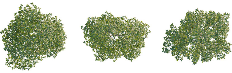 Obraz premium Carpinus betulus tree plan, top view, 8k png, cutout, transparent background, isolate, Lush green tree canopies overhead for summer landscape designs easily