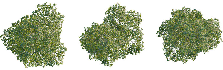 Carpinus betulus tree plan, top view, 8k png, cutout, transparent background, isolate, Luscious green tree canopies offer shade and natural beauty overhead