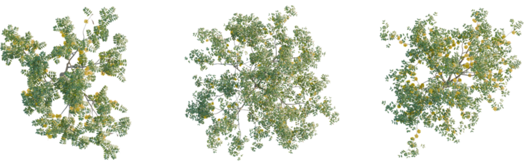 Cassia fistula tree plan, top view, 8k png, cutout, transparent background, isolate, Overhead view of three vibrant flowering trees for landscape design