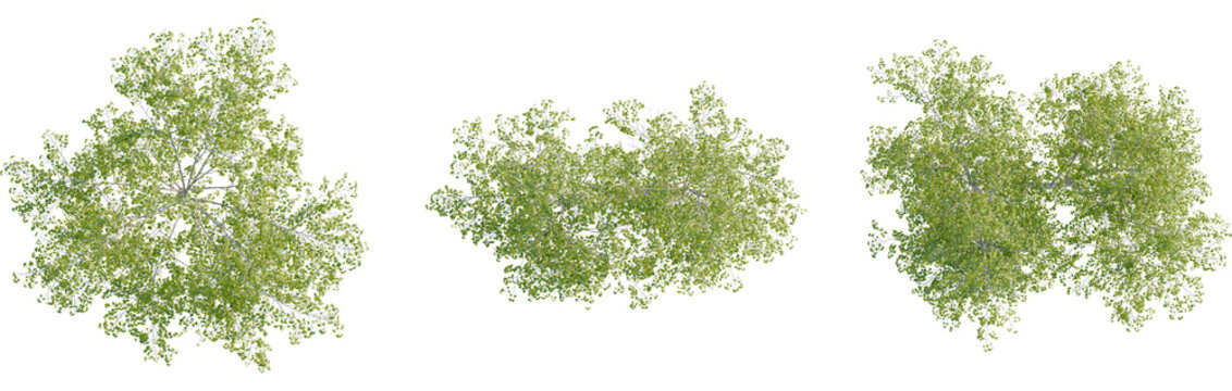Betula pendula tree plan, top view, 8k png, cutout, transparent background, isolate, Overhead view of luscious green trees creates natural serene feelings