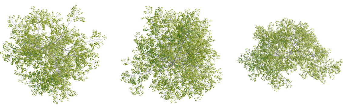 Betula pendula tree plan, top view, 8k png, cutout, transparent background, isolate, Lush green tree tops offer natural design elements for your projects