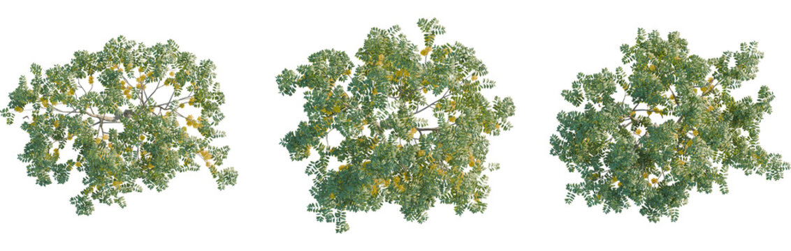 Cassia fistula tree plan, top view, 8k png, cutout, transparent background, isolate, Three green blooming Tipu trees viewed from above for landscape design