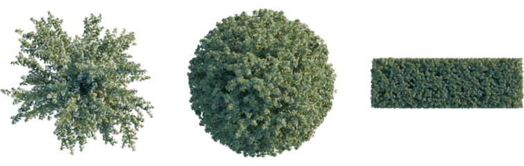 Correa alba tree plan, top view, 8k png, cutout, transparent background, isolate, Three different tree shapes for landscaping and garden design projects