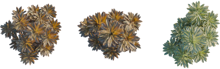 Euphorbia blackbird tree plan, top view, 8k png, cutout, transparent background, isolate, Three unique shrub top views offer diverse landscaping possibilities