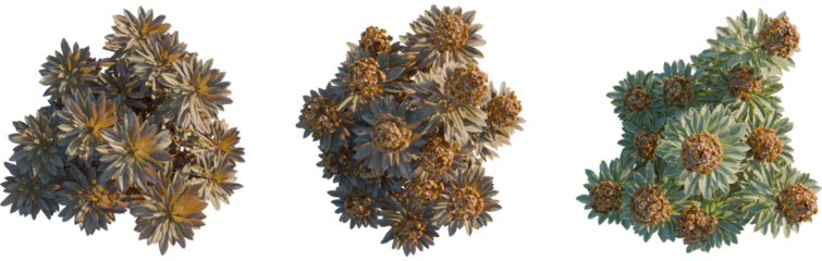 Euphorbia blackbird tree plan, top view, 8k png, cutout, transparent background, isolate, Wonderful edelweiss flowers in various forms for garden design ideas