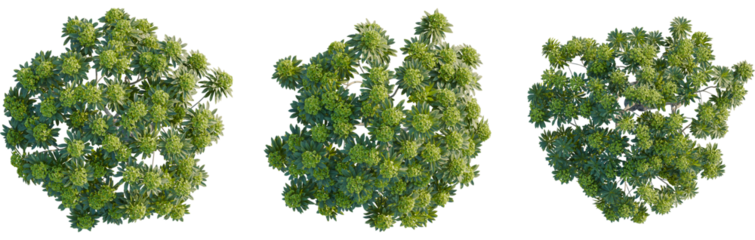Euphorbia bourgeana tree plan, top view, 8k png, cutout, transparent background, isolate, Three beautiful green flowering plant tops for garden landscape designs