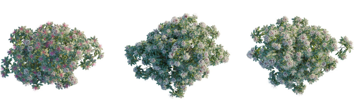 Clerodendrum quadriloculare tree plan, top view, 8k png, cutout, transparent background, isolate, Three rhododendron bushes with delicate blossoms for landscape design