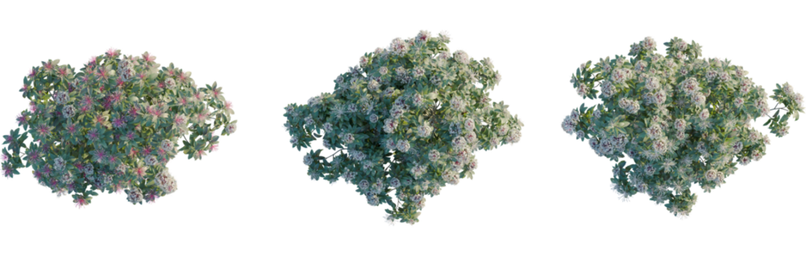 Clerodendrum quadriloculare tree plan, top view, 8k png, cutout, transparent background, isolate, Three rhododendron bushes with delicate blossoms for landscape design