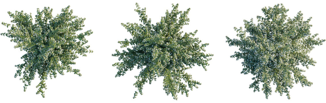 Correa alba tree plan, top view, 8k png, cutout, transparent background, isolate, Three flowering trees perfect for landscape design and architectural plans