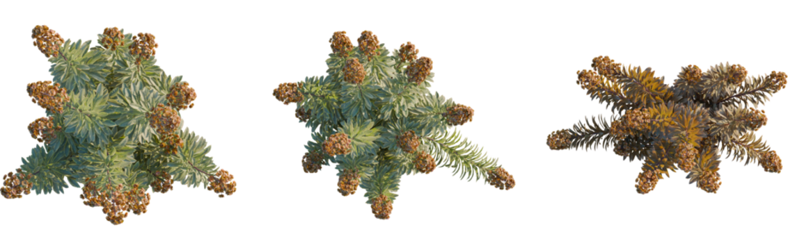 Euphorbia blackbird tree plan, top view, 8k png, cutout, transparent background, isolate, Three unique flowering plants casting shadows, perfect for landscaping