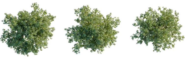 Laburnum alpinum tree plan, top view, 8k png, cutout, transparent background, isolate, Lush treetop canopy, natural foliage texture for landscape design needs