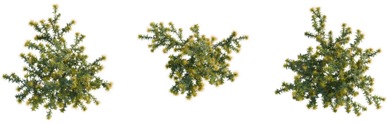 Leucospermum nutans tree plan, top view, 8k png, cutout, transparent background, isolate, Three lush flowering bushes offering a vibrant, natural design element