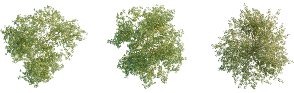 Laburnum alpinum tree plan, top view, 8k png, cutout, transparent background, isolate, Lush treetop foliage for landscape design projects, serene nature views