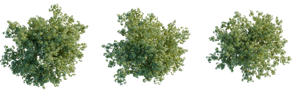 Laburnum alpinum tree plan, top view, 8k png, cutout, transparent background, isolate, Lush treetop canopy, natural foliage texture for landscape design needs