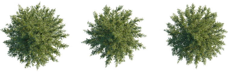 Picea omorika tree plan, top view, 8k png, cutout, transparent background, isolate, Lush green trees overhead provide natural architectural detail element