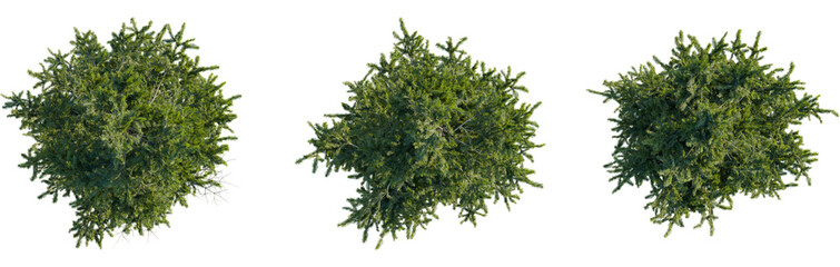 Picea orientalis tree plan, top view, 8k png, cutout, transparent background, isolate, Three lush evergreen trees provide overhead landscaping design options