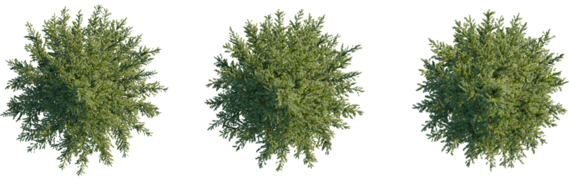 Picea omorika tree plan, top view, 8k png, cutout, transparent background, isolate, Envision lush landscapes with these versatile tree top elements