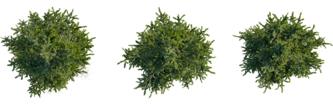 Picea orientalis tree plan, top view, 8k png, cutout, transparent background, isolate, Three lush evergreen trees provide overhead landscaping design options - Powered by Adobe