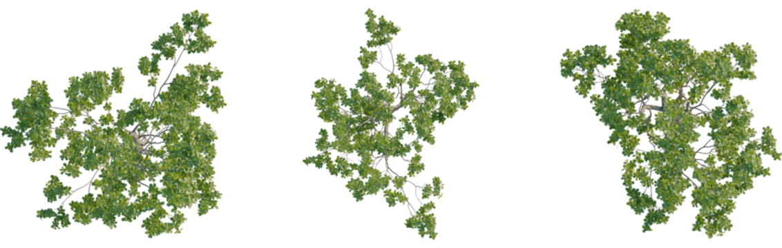 Quercus robur tree plan, top view, 8k png, cutout, transparent background, isolate, Lush trees from above offer diverse natural designs for urban planning