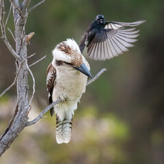 Kookaburra (Dacelo novaeguineae) being mobbed by a willie wagtail (Rhipidura leucophrys), Perth, Western Australia