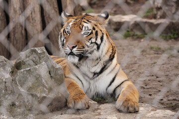 one alone Majestic Tiger Resting in zoo with blur blurred Mesh Background Captive Tiger Behind a Fence laying and relaxing