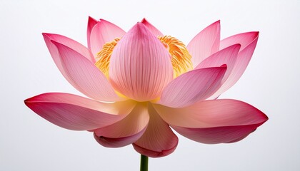 Pink Lotus Flower Close Up Macro Photograph of a Beautiful Water Lily