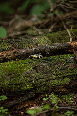 苔むした倒木にいたサワガニ