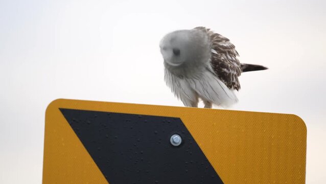 A short eared owl rousing while perched on a street sign