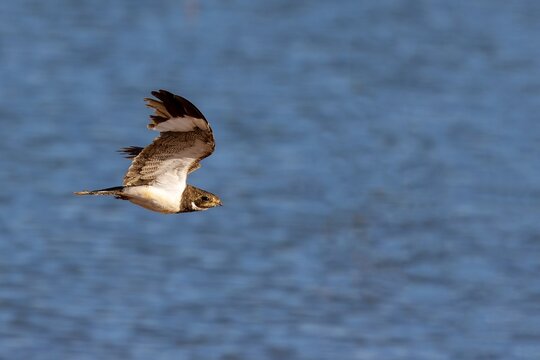 Nacunda nighthawk in flight
