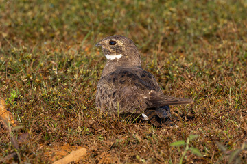Nacunda nighthawk 