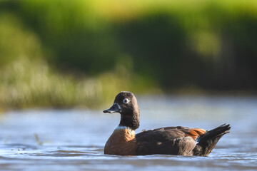 Australian shelduck (Tadorna tadornoides), Perth, Western Australia