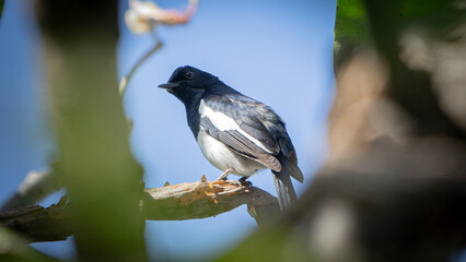 Oriental magpie robin (Copsychus saularis) on a branch
