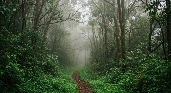 Escape into enchanting misty woods with a winding path, offering serenity and adventure, perfect for travel blogs, nature documentaries, and calming visuals