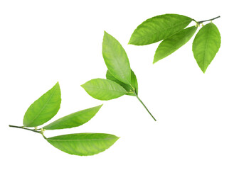 Fresh green leaves of citrus plant isolated on white, set