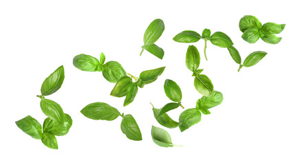 Fresh green basil leaves flying in air on white background