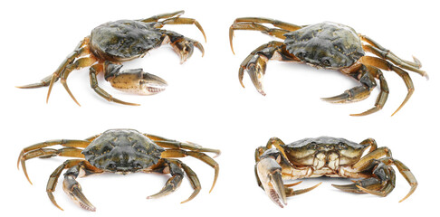 Fresh crab isolated on white, set. Sea food