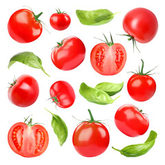 Fresh tomatoes and green basil leaves isolated on white, set