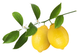 Branch with lemon fruits, green leaves and flowers isolated on white