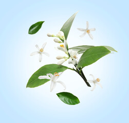 Beautiful flowers and green leaves of citrus plant falling on light blue gradient background