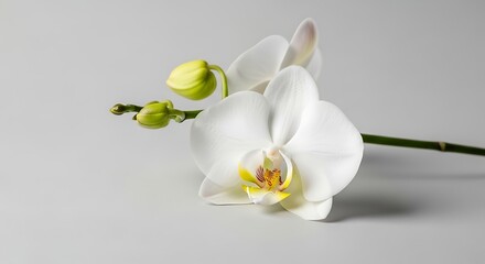 Elegant white orchid flower with buds isolated on simple backdrop
