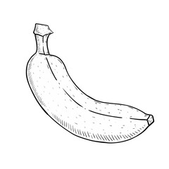 hand drawn illustration of a banana