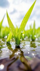 Close-up of vibrant green grass blades emerging from shallow water, with dew drops clinging to the leaves. The background shows a blurred field under a bright,